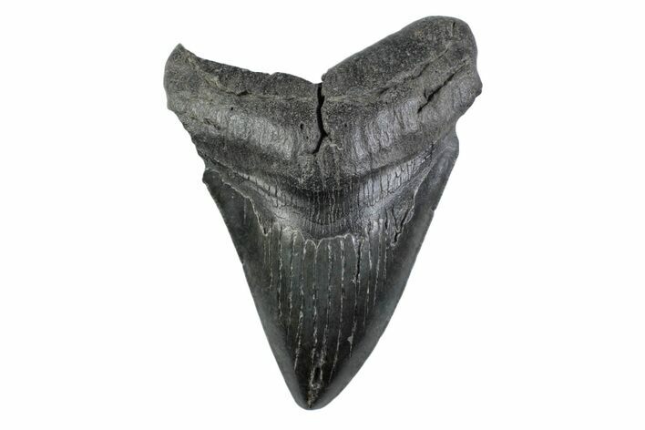 Serrated, Fossil Megalodon Tooth - South Carolina #362169